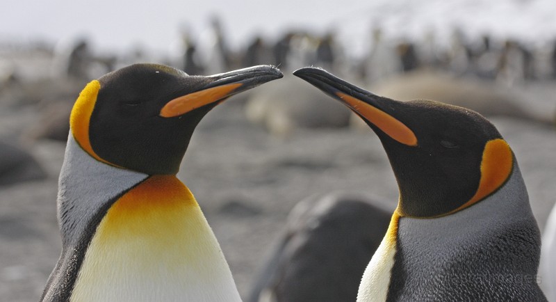 IMG_5148c.jpg - King Penguin (Aptenodytes patagonicus)